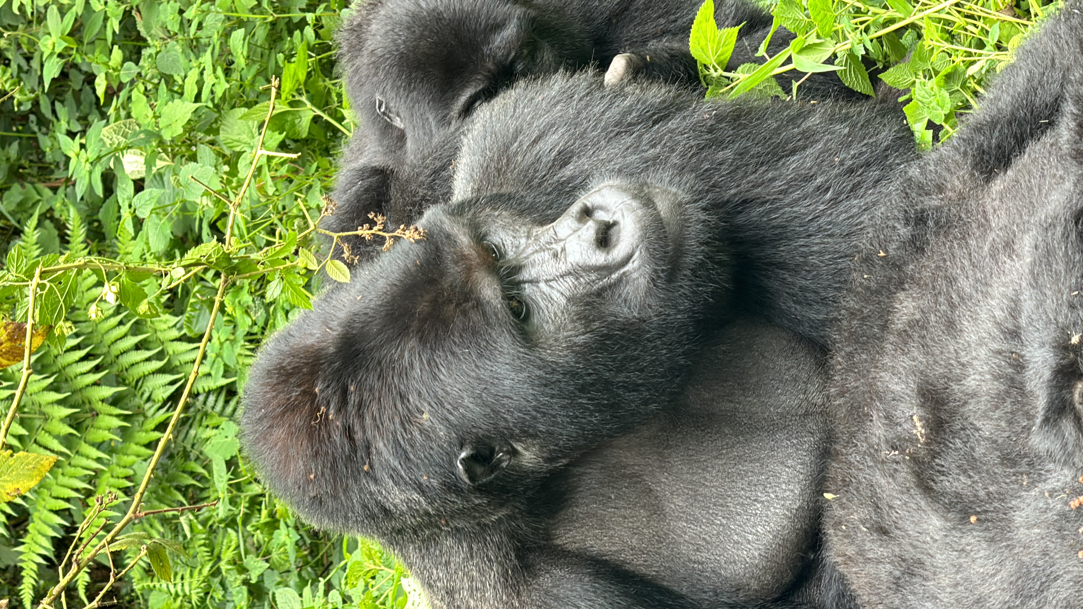 experience gorilla trekking in Rwanda