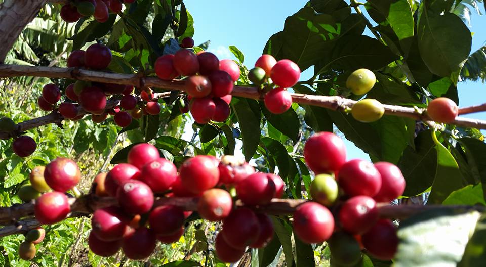 Coffee tour and lake mutanda canoeing trip