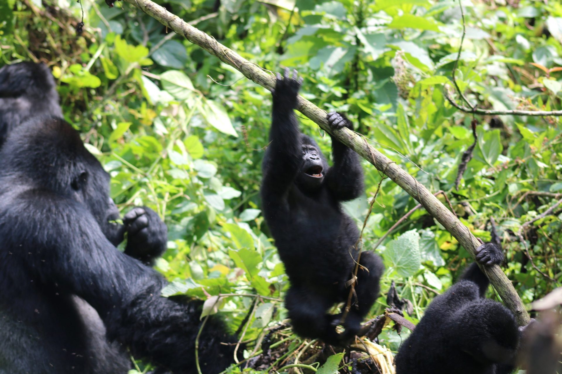 Bwindi Impenetrable National Park