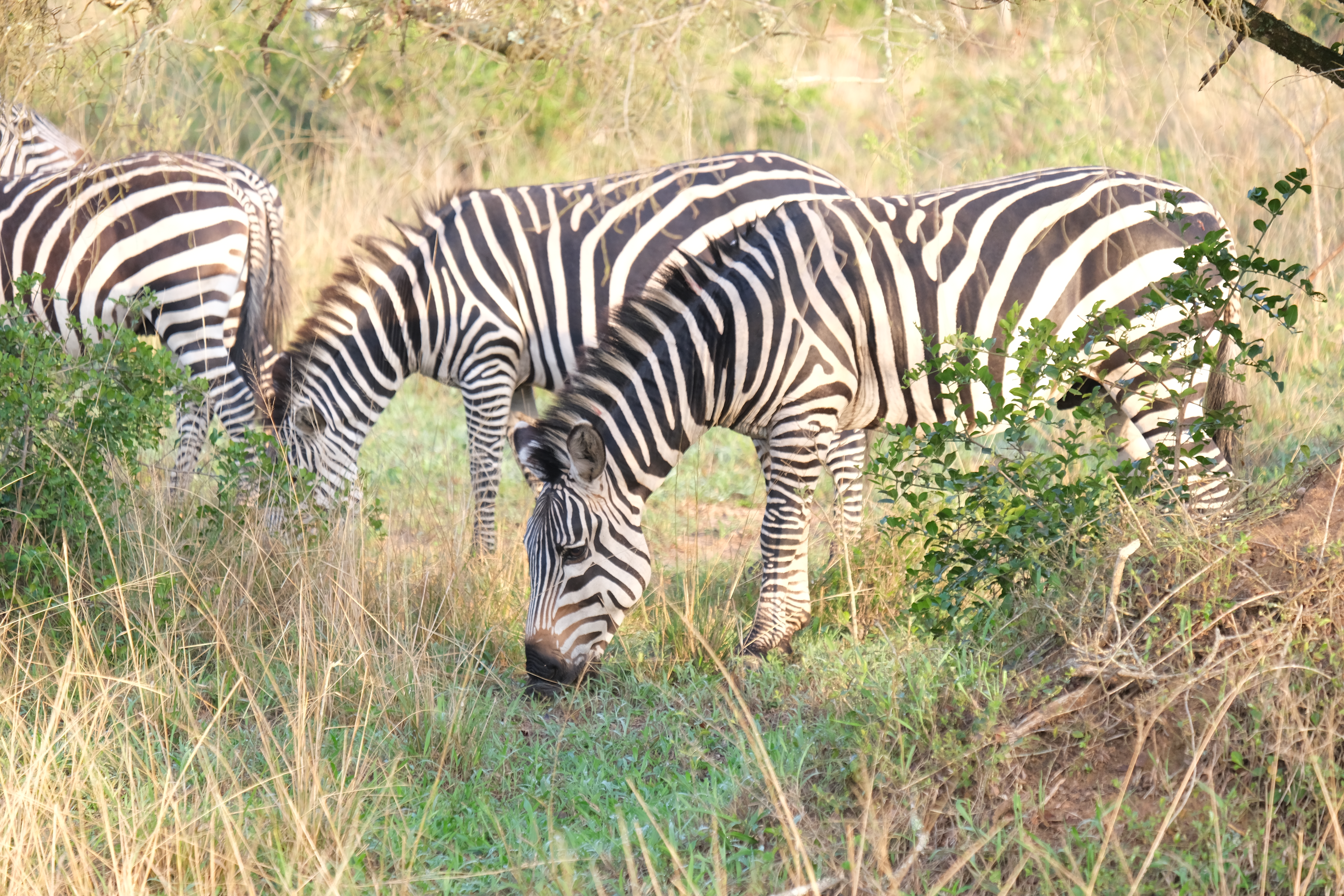 zebra in Akagera