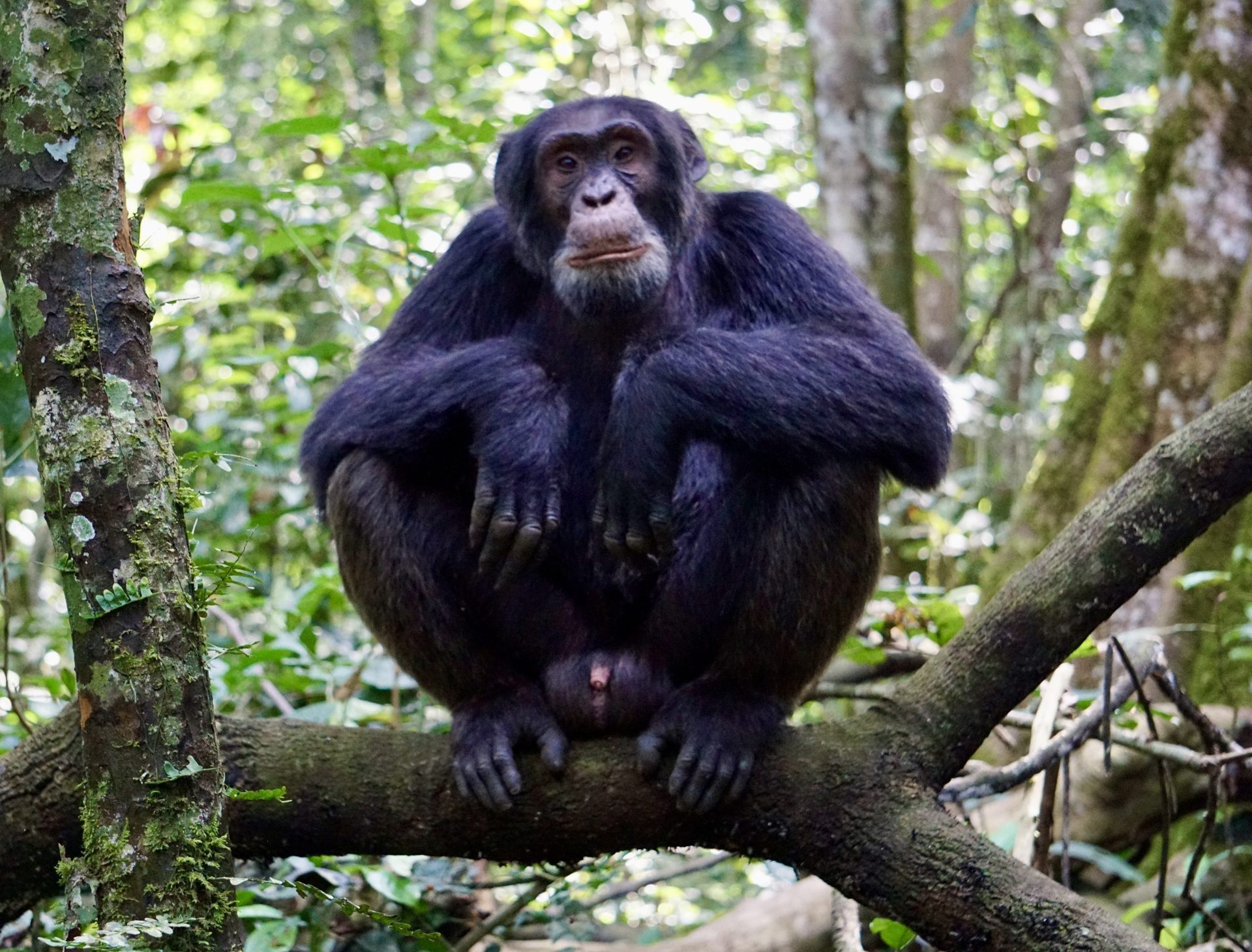 Kibale Forest National Park