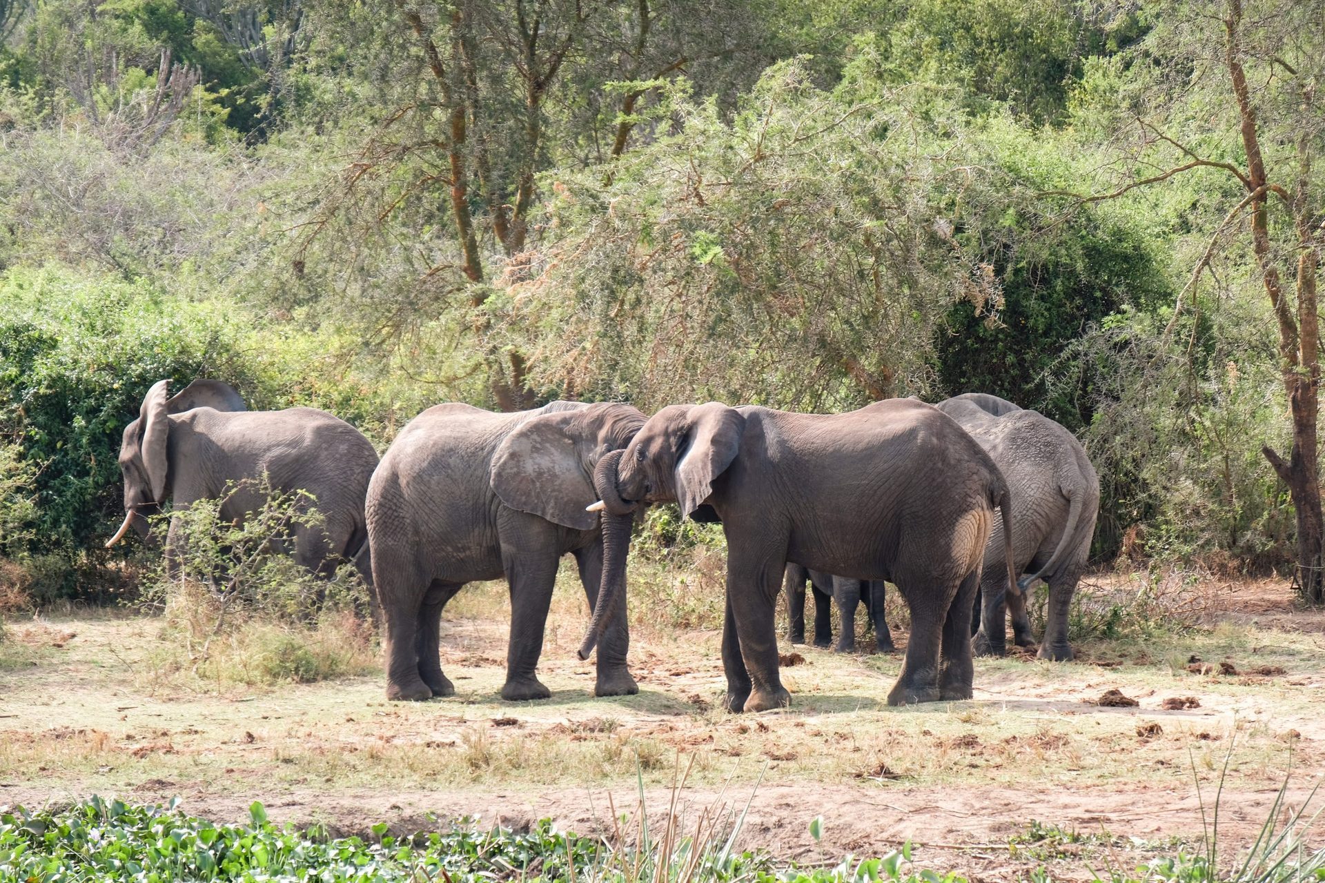 Queen Elizabeth National Park