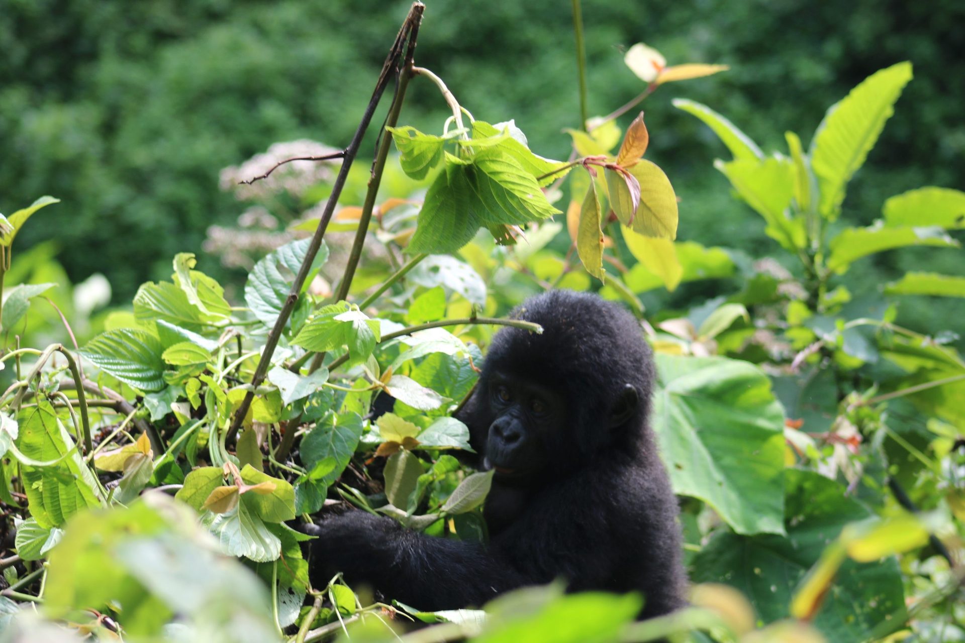 1 Day Gorilla Trek Mgahinga