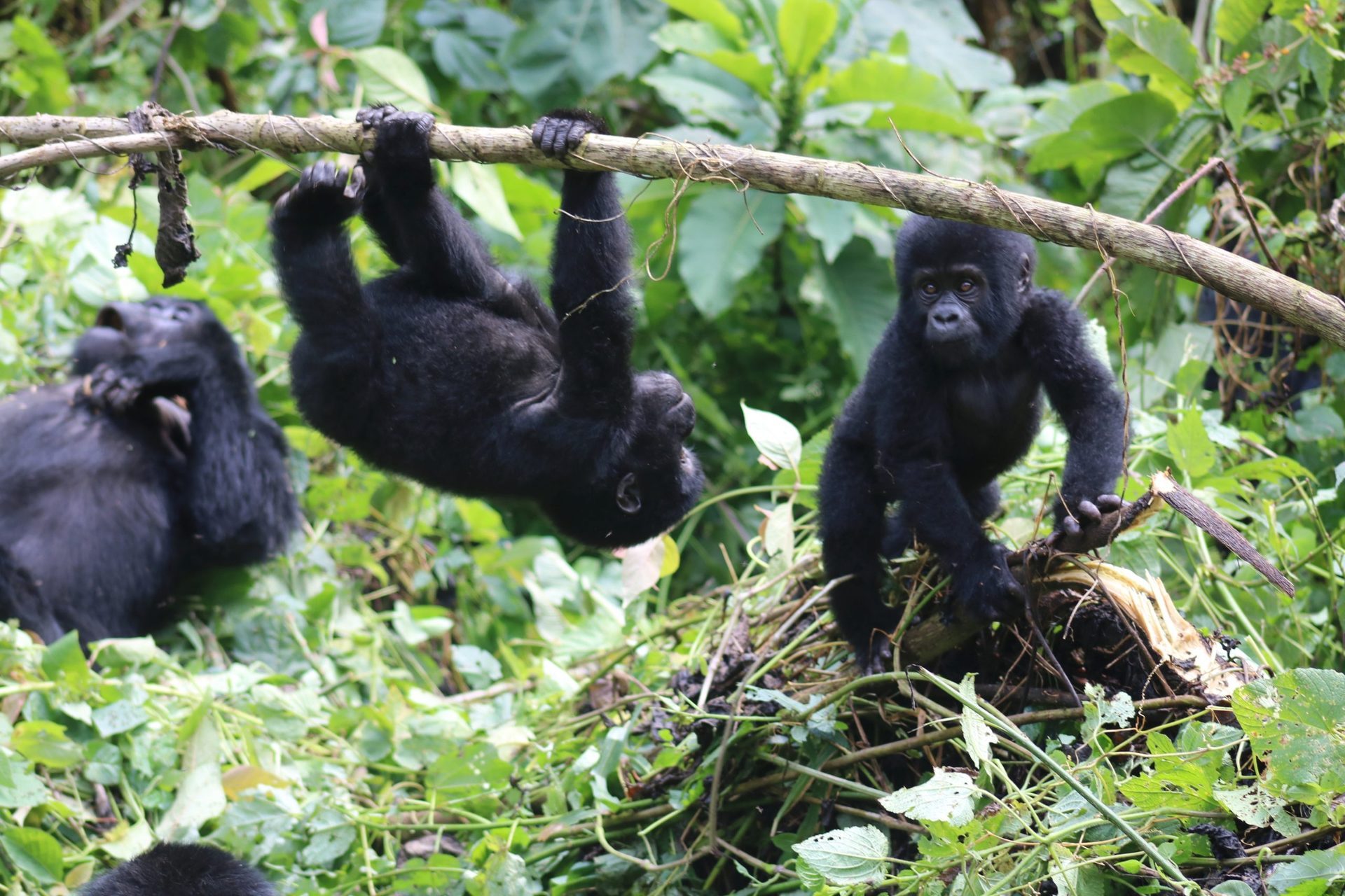 4 Days Gorilla & Cultural Safari