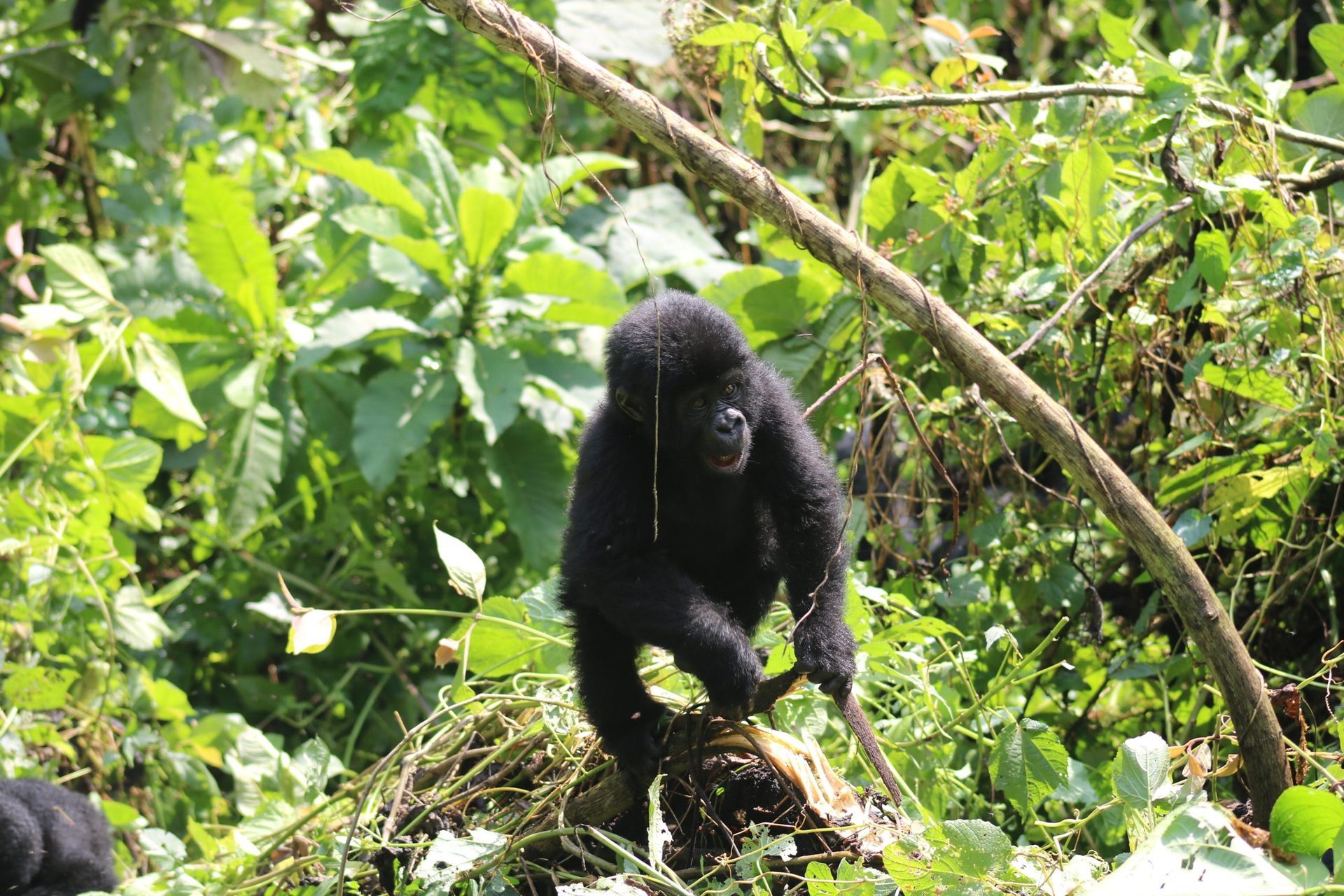 8 Days Uganda & Rwanda Gorilla Highlights