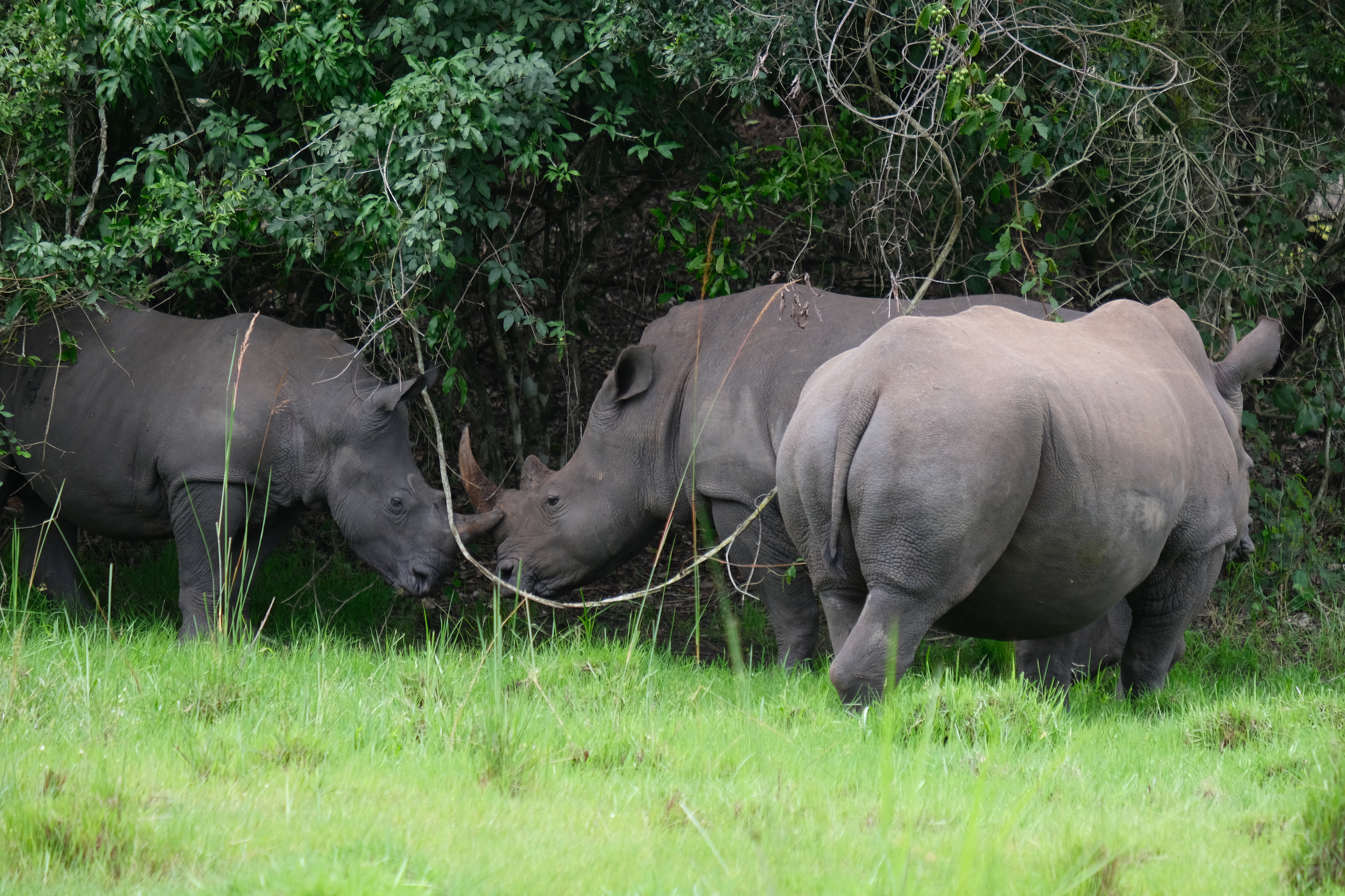 8days Rwanda volcanoes national park, Bwindi Gorilla park-queen elizabeth and lake mburo