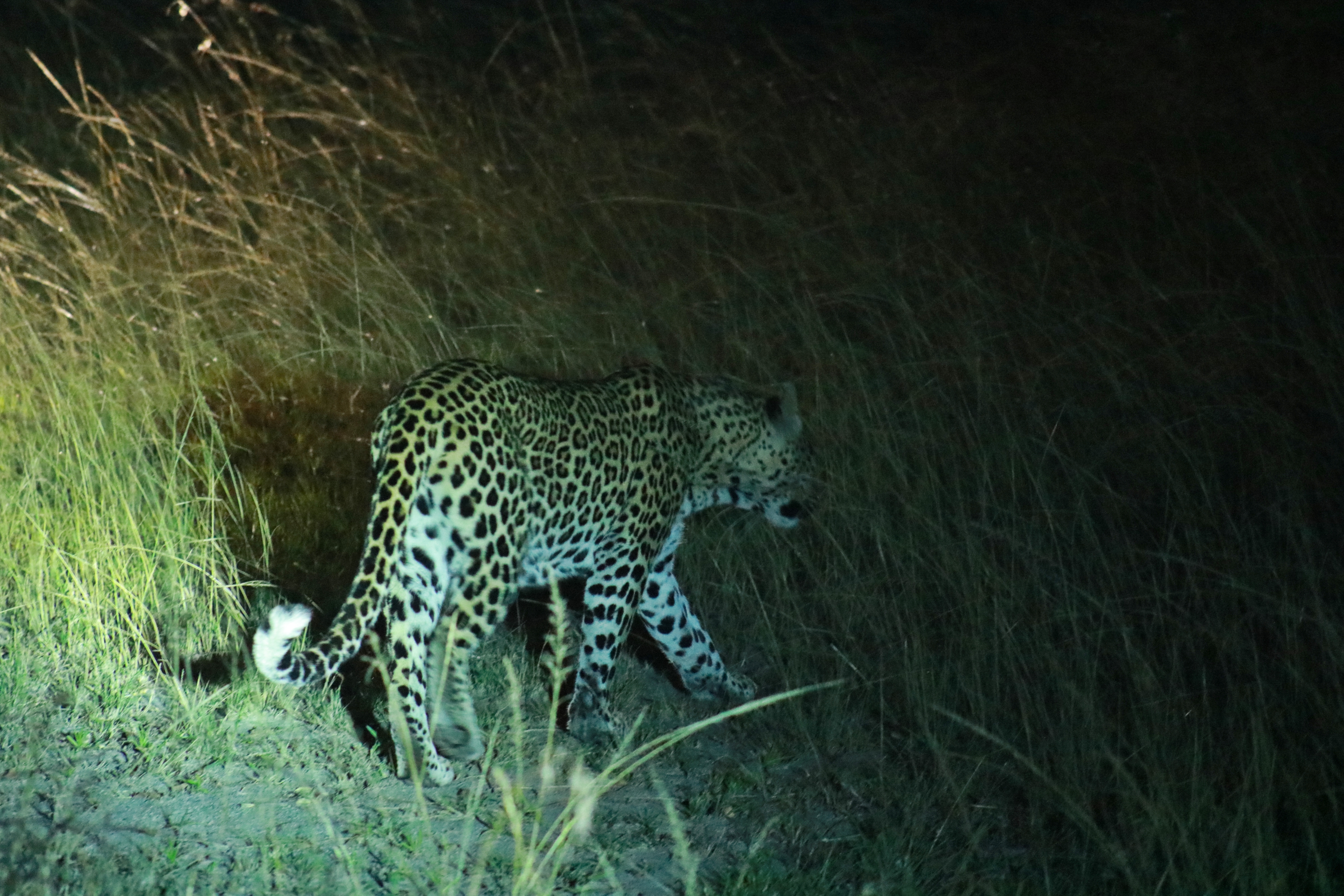 night game drive