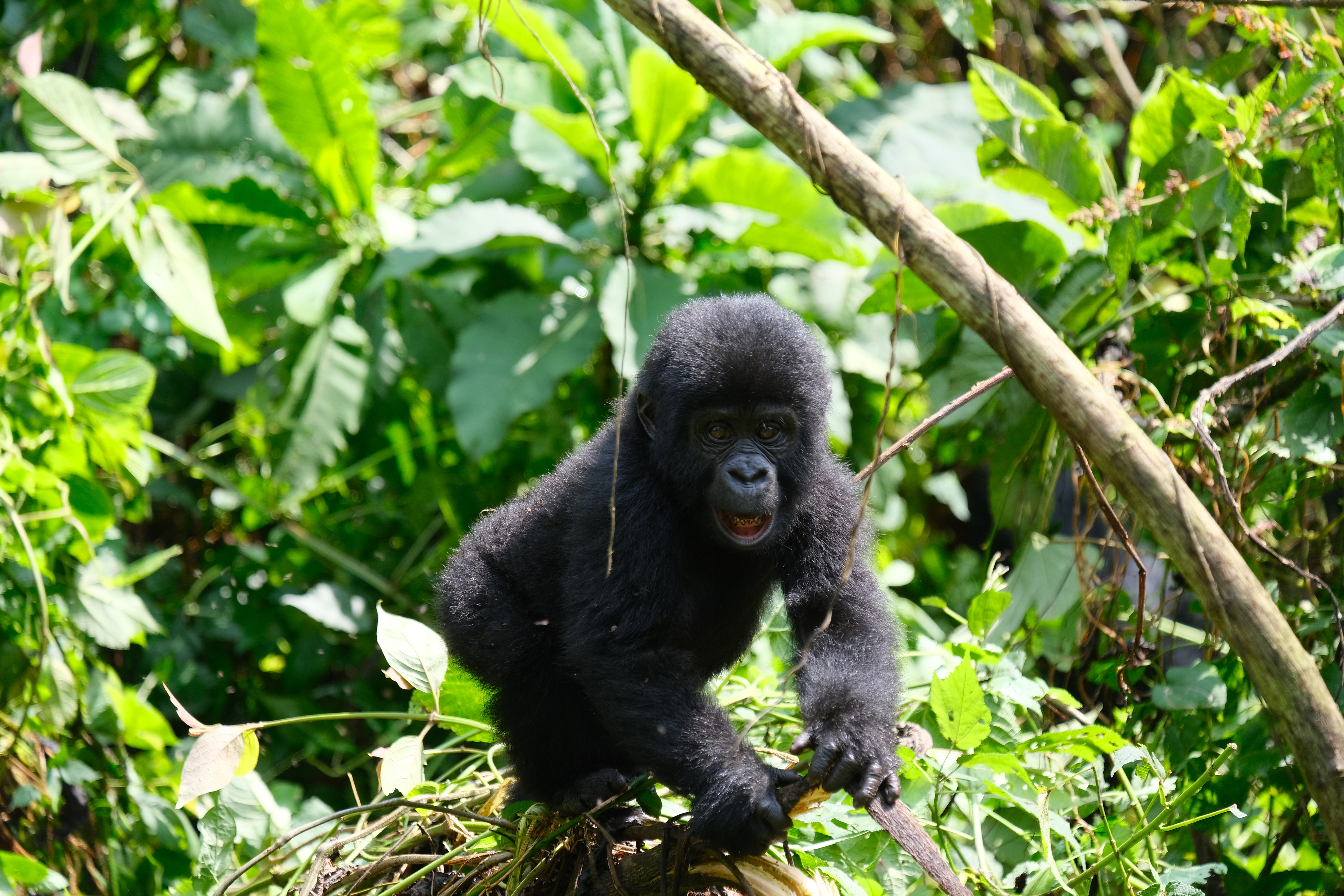 6days Gorillas and cultural safari