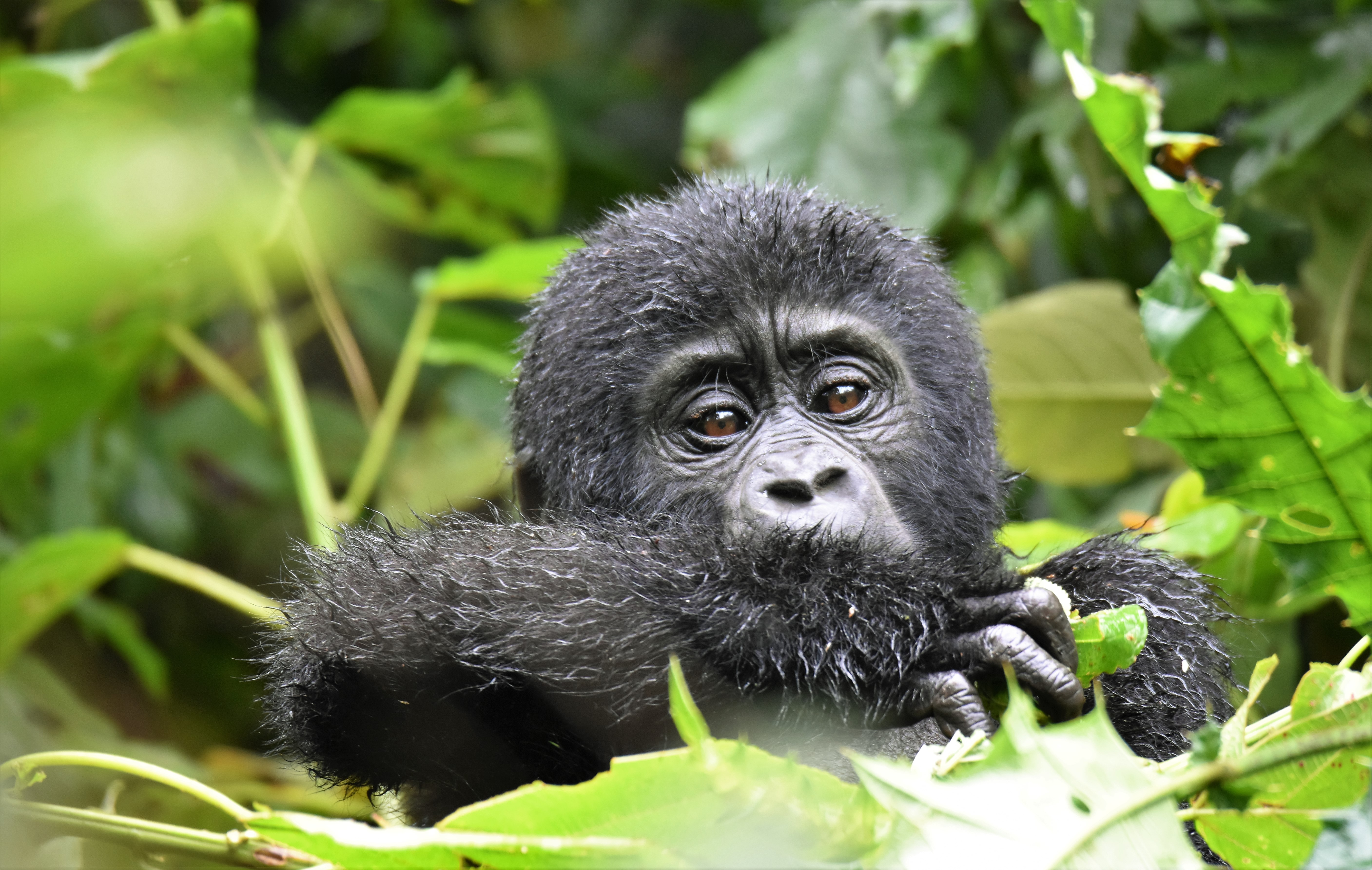 6days Rwanda gorillas and Uganda safari
