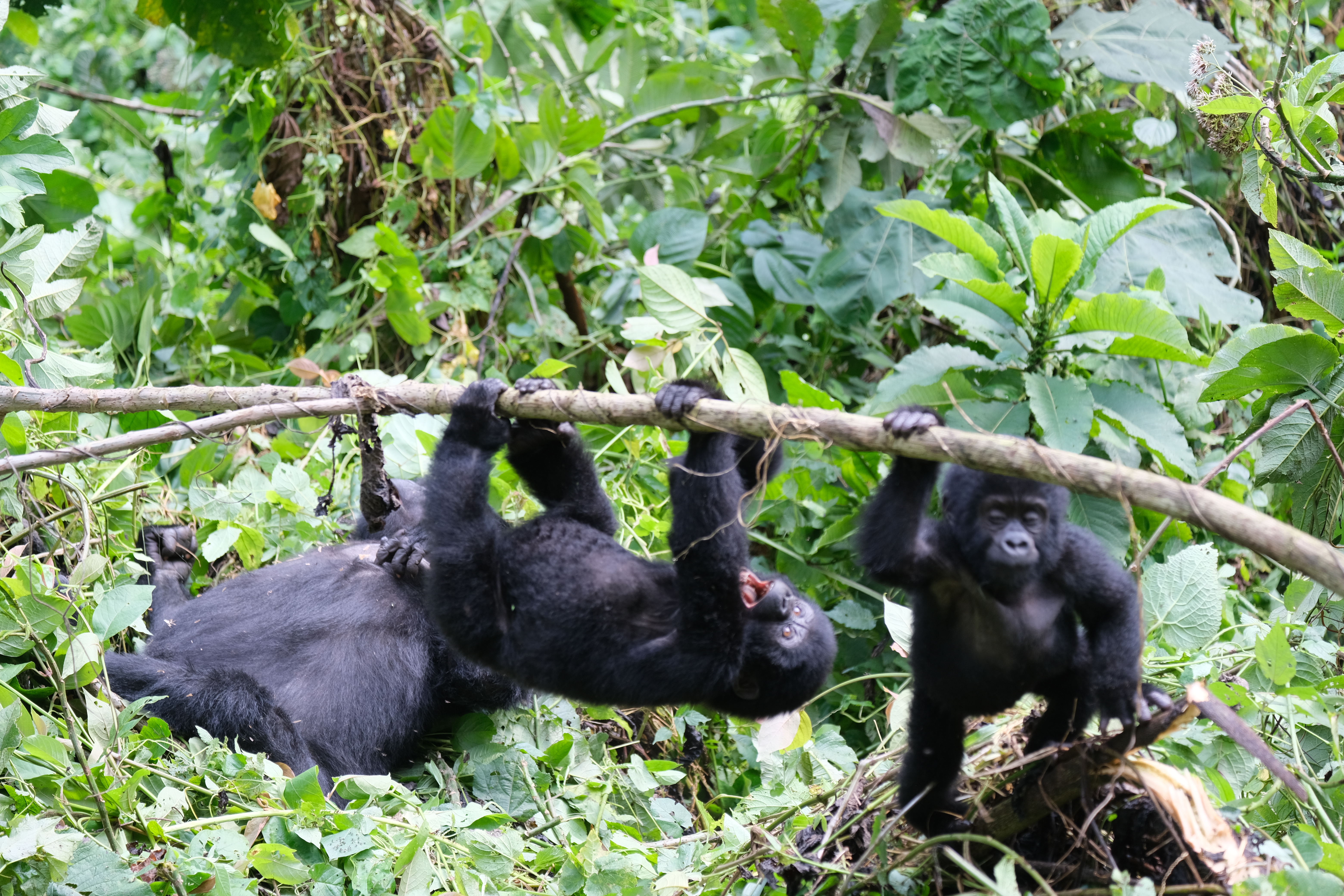 8Days Uganda and Rwanda Gorilla Trekking & Wildlife Safari
