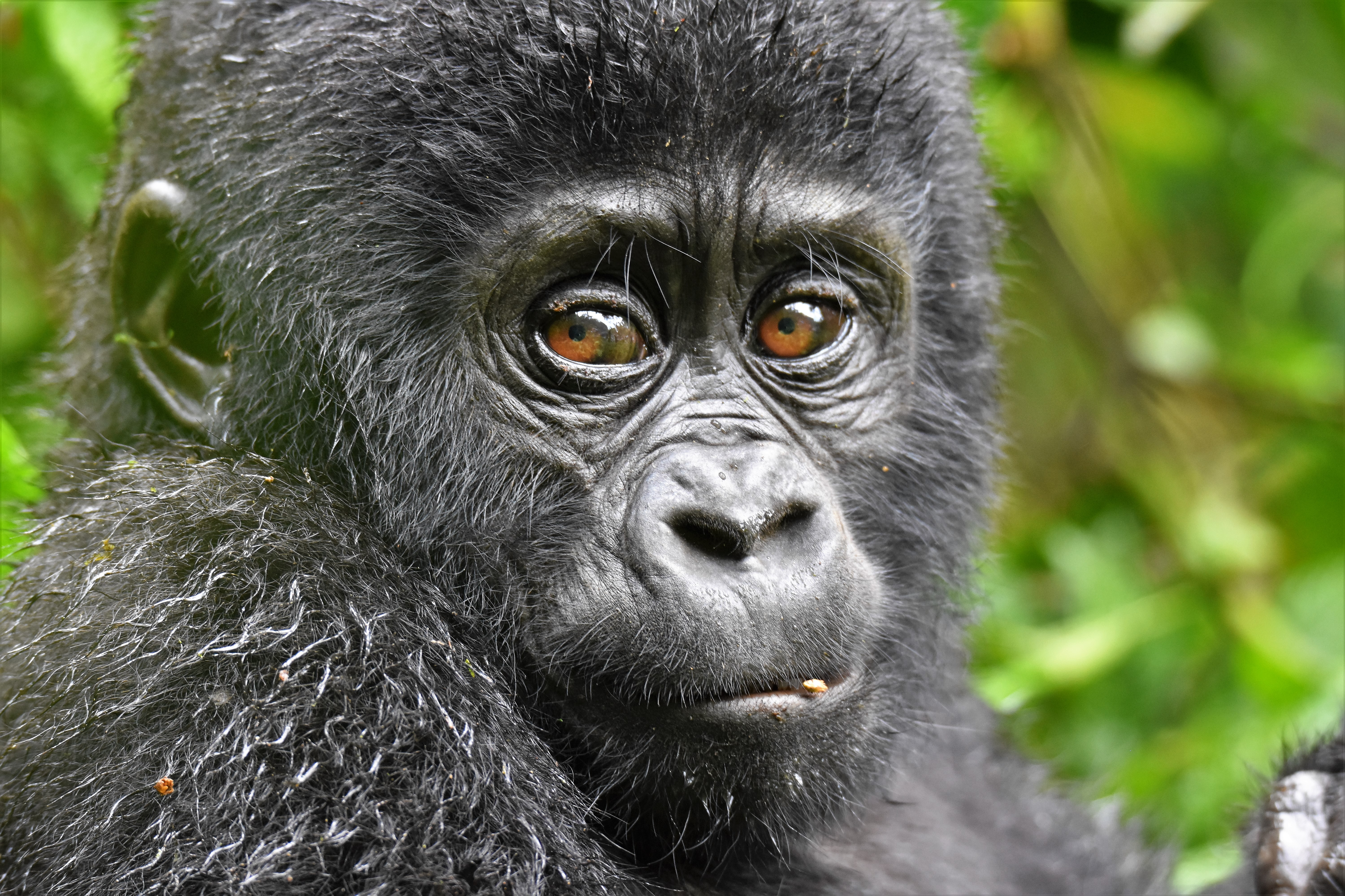 9-Days Rwanda’s Volcanoes National Park and Uganda’s Bwindi Gorillas, Queen Elizabeth, and Lake Mburo Safaris