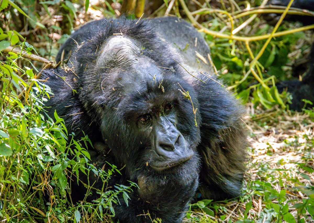 Guided gorilla trekking in Uganda