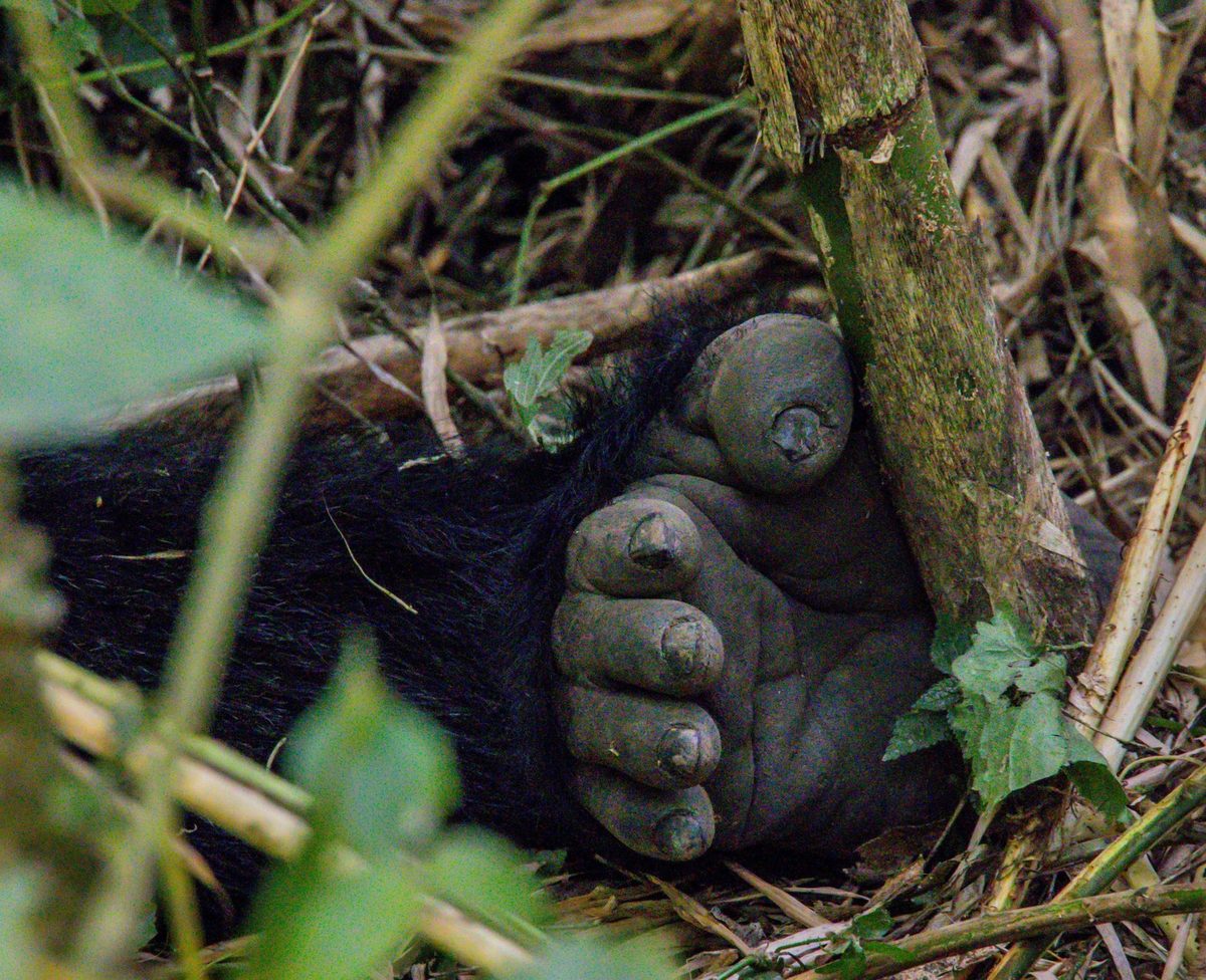 Gorilla group in the wild, supported by responsible tourism