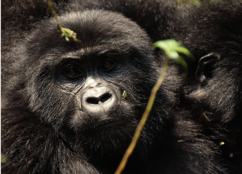 5 Days Mountain Gorillas And Chimpanzee Trekking Experience Uganda Safari