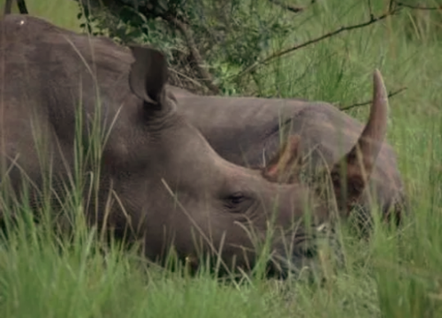 13 days Classic Uganda  safari