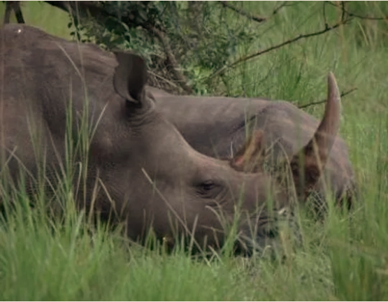 13 days Classic Uganda  safari