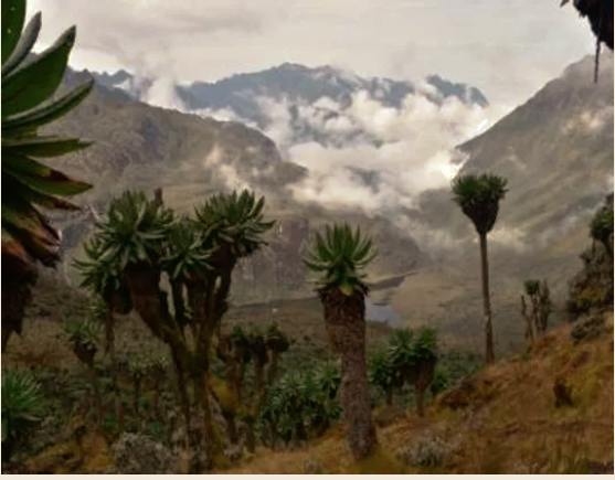 7 Days Mount Rwenzori Hiking Adventure