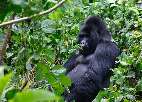 2 Days Uganda Gorilla Tour tracking express
