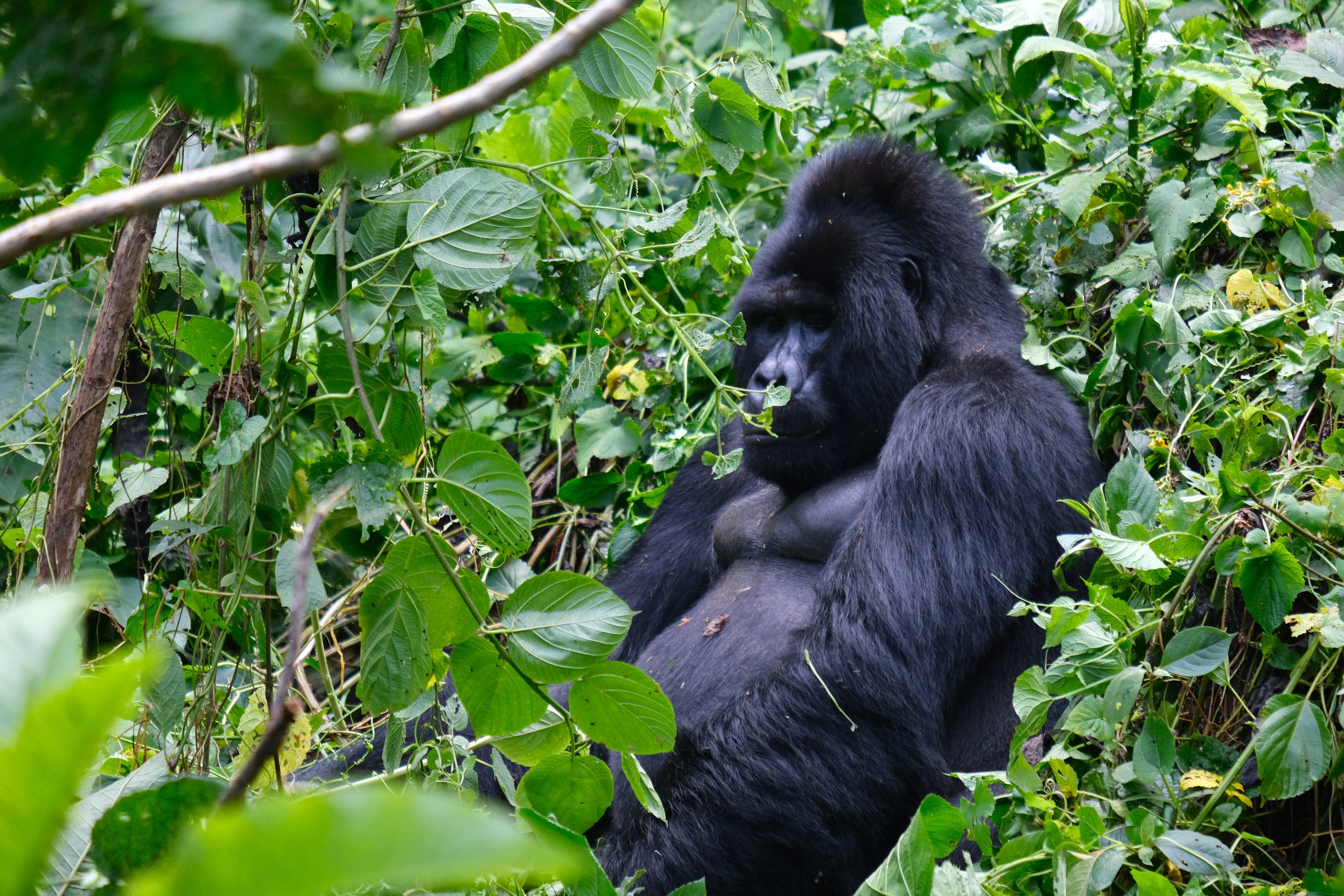2 Days Uganda Gorilla Tour tracking express