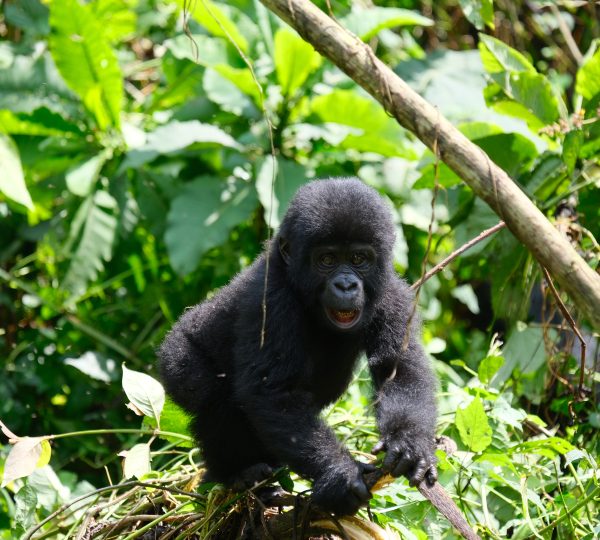 baby gorilla