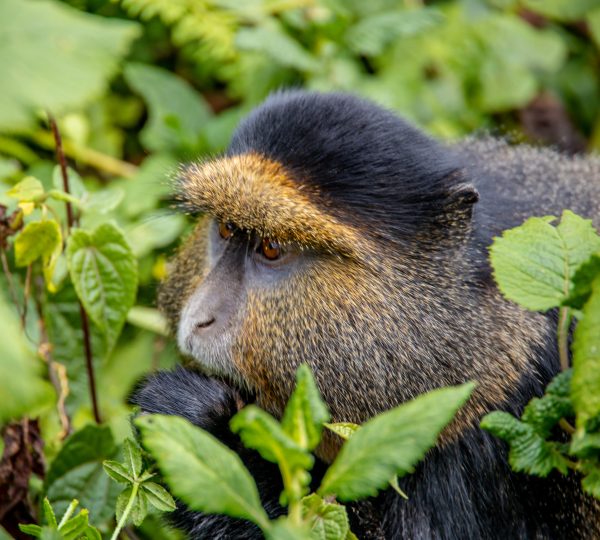 Goldenmonkey trekking