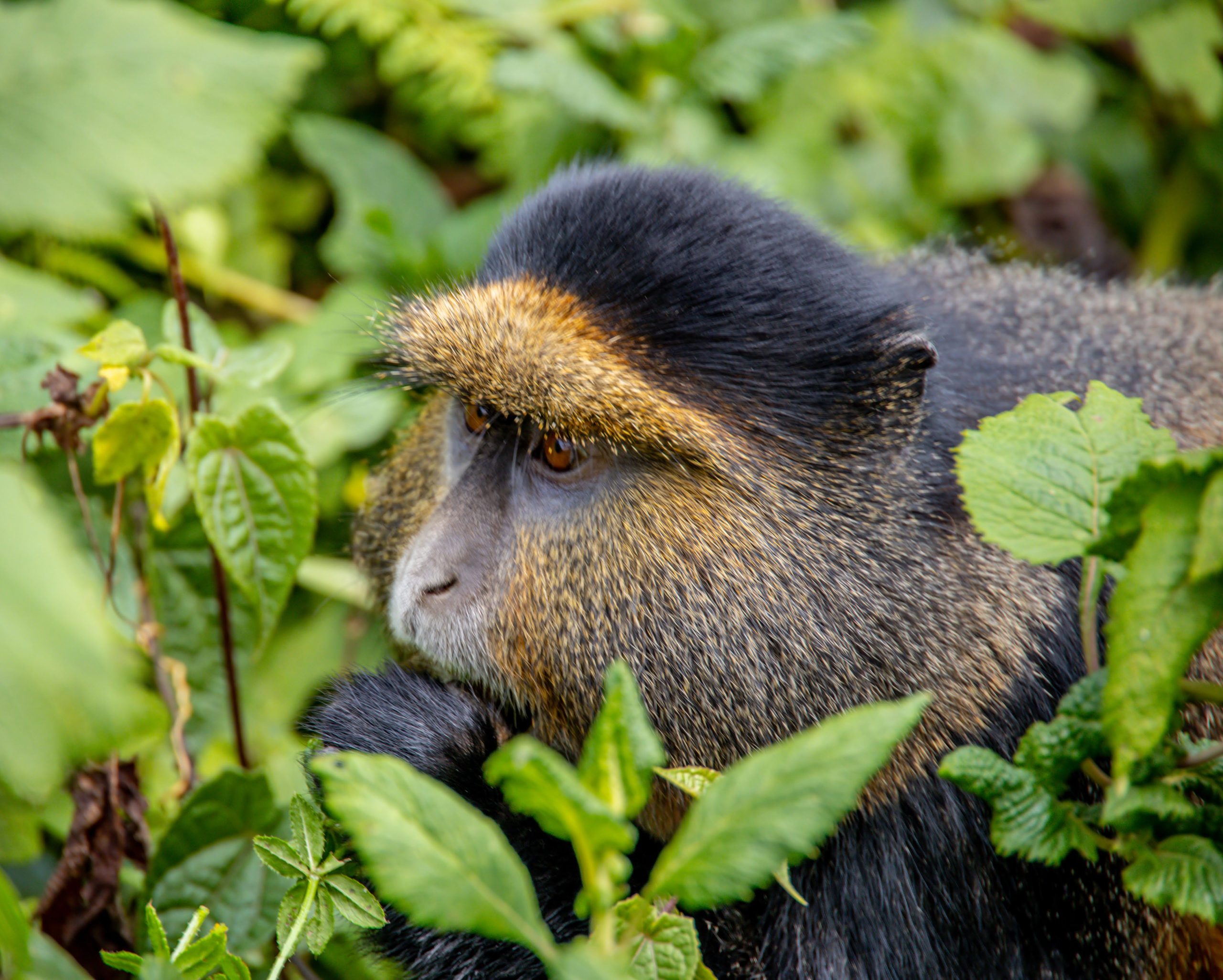 1day GoldenMonkey trekking at Mgahinga Gorilla National park
