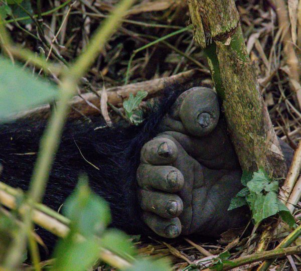 gorilla feets