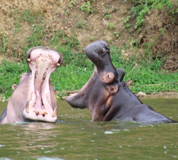 hippos