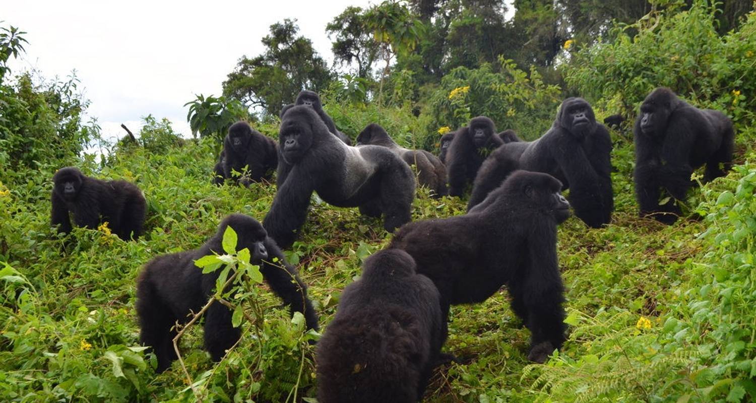 3Days Rwanda Mountain Gorilla Trekking Encounter
