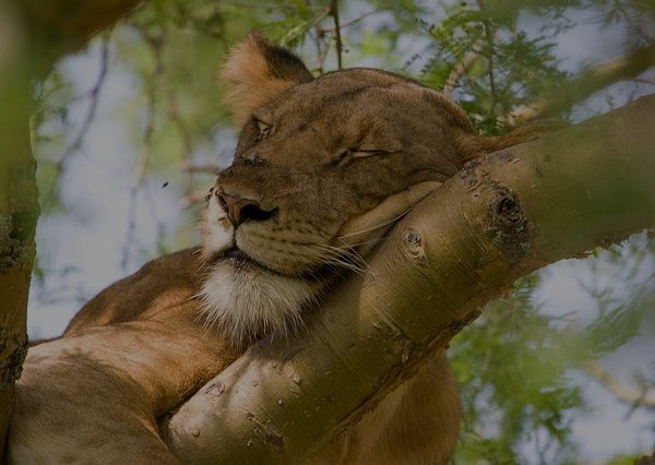 tree climbing lions