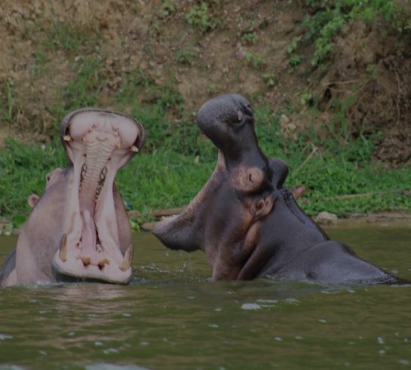 hippos
